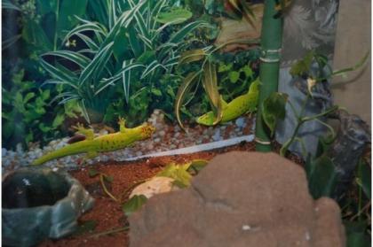 Ausgewachsen Grosser Madagascar Taggecko mit/ohne Terrarium