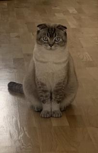 Suche neues Zuhause für BKH Mix Kater