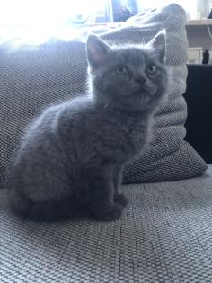 Britisch Kurzhaar Kitten