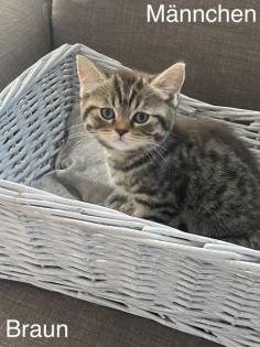 BKH-Silver/Golden Tabby Kitten suchen neues zuhause