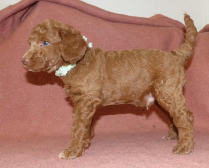 Kleinpudel Rüden in Black and Tan und Fawn