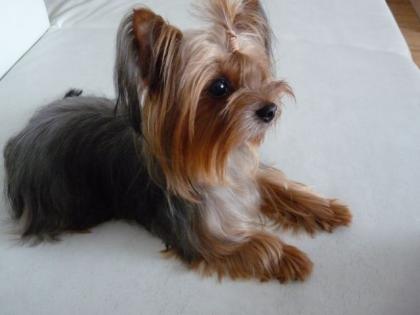 Mini Yorkshire terrier zum Decken