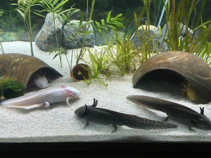 Axolotl - Aquarium komplett