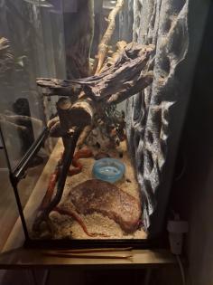 Drei Kornnattern ungefähr 2 Jahre alt. Mit Terrarium und Technik