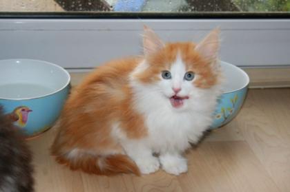 Süße rot-gestromte Norwegische Waldkatze Kitten