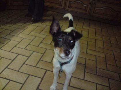 Jack Russell Hündin