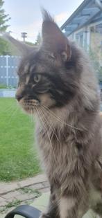 Große Maine Coon Dame, mit Papieren/ kastriert