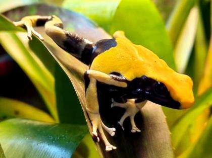 Dendrobates tinctorius