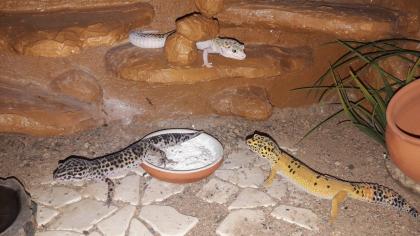 Terrarium mit 3 Leopardgeckos weibl. 0. 1