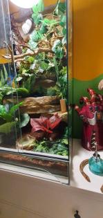 Terrarium und Jemen Chamäleon