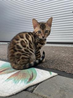 Bengalen Babys suchen neue Dosenöffner