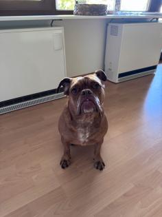 Alternativ Bulldoggen Dame Amy