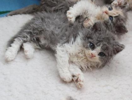 Bezaubernde Selkirk Rex Kitten