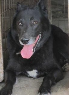 Tyron eine unserer 12 Hundeseelen, vom Wesen her ein wahrer Aristokrat