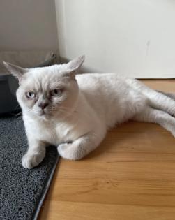 Abgabe bereite BKH blue point kitten Nur 1 männlich übrig