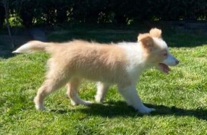 Border Collie Welpe mit Papieren