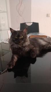 Deckkater MaiCoon Perser Mischling