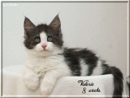 Bezauberndes, typvolles Maine Coon Kätzchen