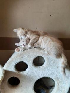 Süße BKH/ Maincoon Kitten suchen Dosenöffner