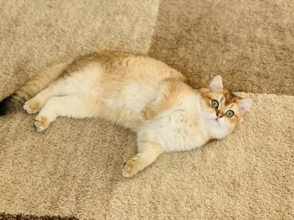 BKH Kitten in Gold mit Stammbaum Abholbereit