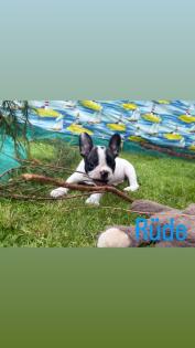 7 Französische Retro Bulldoggen Welpen