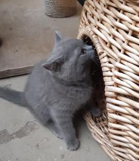 Bkh Kitten, Katzenbabys, weiß, blue, blue tortie