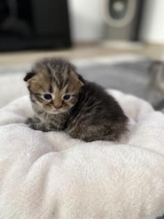 BLH Kitten