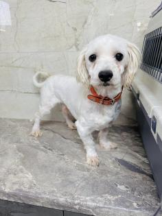 Latte ist ein richtig toller Familienhund