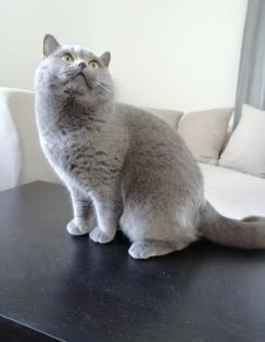 Wunderschöne Deckkater BKH