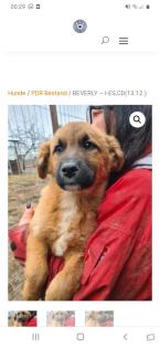 Tolle Welpen, Junghunde Hundesenioren