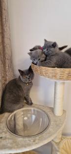 Bkh- kitten Bkh-kitten