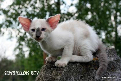 Oriental and Seychellois kittens for good price