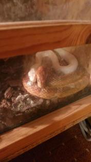 Zuchtpaar Kornnattern Pantherophis guttatus incl. Terrarium