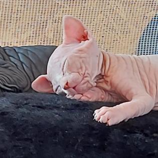 Sphynx Kitten