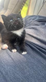 4 maine coon mix kätzchen