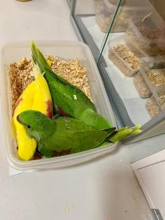 Psittacula eupatria Zuchtpaare verfügbar