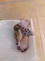 Ich biete hier Junge Leopardgecko Weibchen an