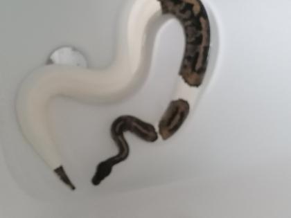 0. 1 Python regius Piebald Königspython Weibchen