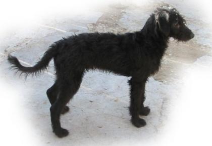 Mixe und auch rassereine Hunde
