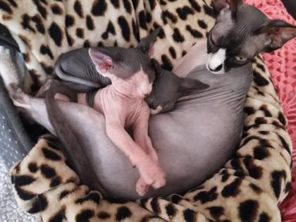 SPHYNX Canadian