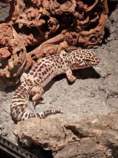 Leopardgecko männlich 7 Jahre