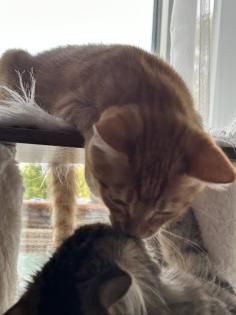 Birma-Hauskatze Mix 1Kater 1Kätzin Kitten