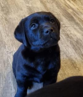 Labrador Welpen Reinrassig