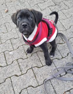 Schweiz-Zürich Sehr schöne Cane Corso Welpen suchen ein Zuhause