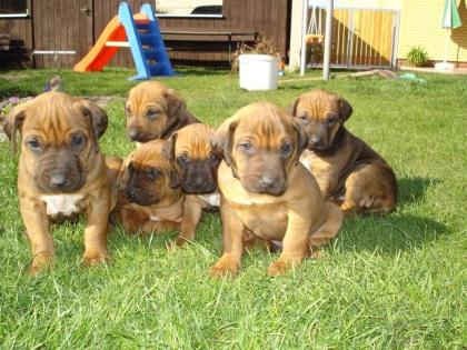 Rhodesian Ridgeback Welpen