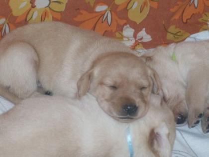 11 süße blonde Laprador Welpen