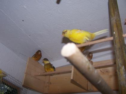 Schöne Farbkanarienvögel