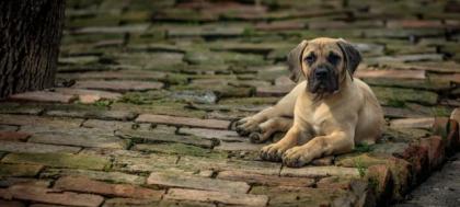 PRESA CANARIO WELPEN