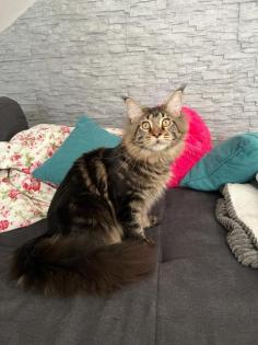 Maine Coon Deckkater mir Stammbaum
