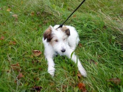 Collie Okshawamix Welpe sucht neuen Wirkungskreis